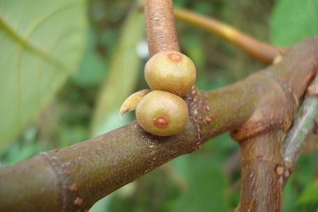 Ficus grossularioides — DSC02684 (09)
