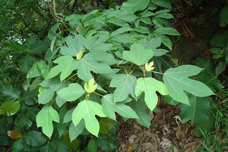 Ficus grossularioides — DSC04678 (09)