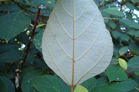 Ficus grossularioides — DSC07179 (09)