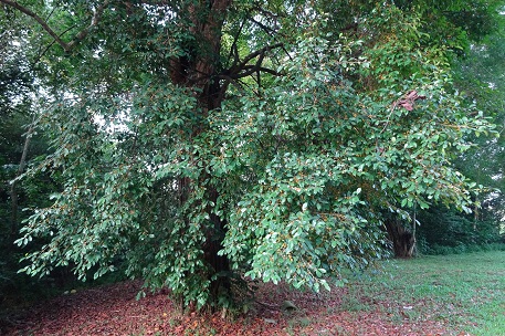 DSC00915 (14)
