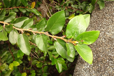 DSC07301 (13)