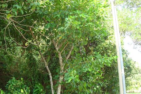 DSC05417 (09)