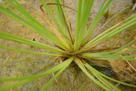 Fimbristylis littoralis — DSC02547 (10)