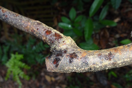 Fissistigma fulgens — DSC05653 (13)