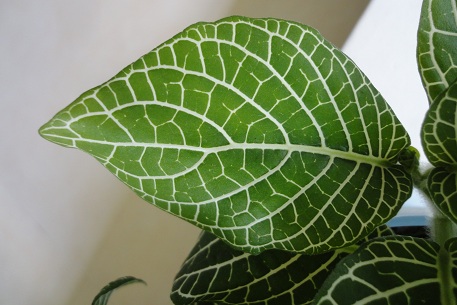 Fittonia albivenis — DSC06152 (11)