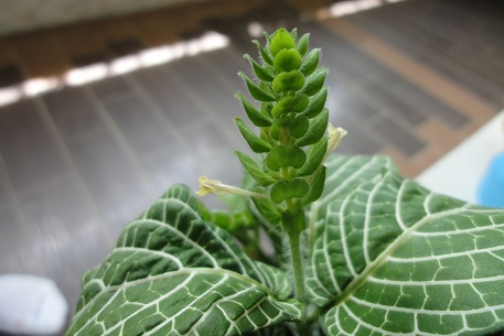 Fittonia albivenis — DSC06156 (11)