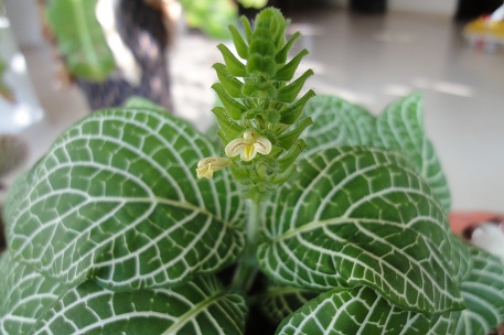 Fittonia albivenis — DSC06162 (11)