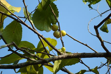 DSC05080 (08)
