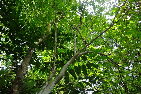 Flacourtia jangomas — DSC02612 (16)