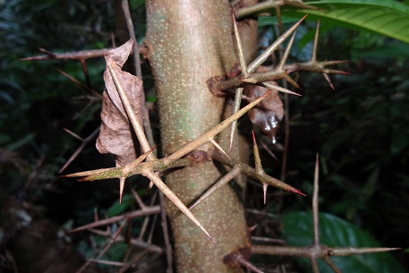 Flacourtia jangomas — DSC04577 (12)