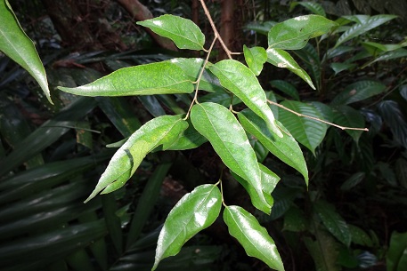 Flacourtia jangomas — DSC04579 (12)