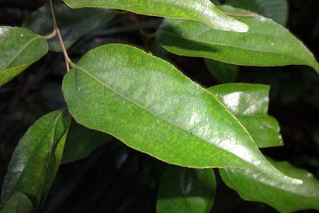 Flacourtia jangomas — DSC04581 (12)