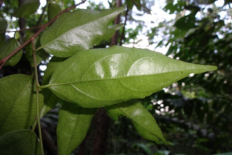Flacourtia jangomas — DSC04584 (12)