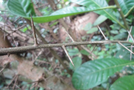 Flacourtia jangomas — DSC06550 (12)