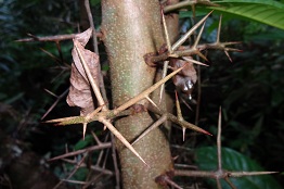 Flacourtia jangomas — Pic