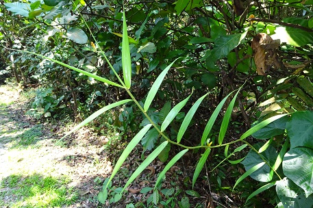 DSC00684 (14)