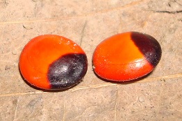 Abrus precatorius