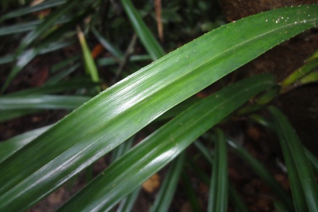 Freycinetia sumatrana — DSC02584 (12)