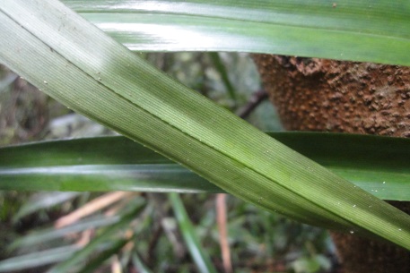 Freycinetia sumatrana — DSC02585 (12)