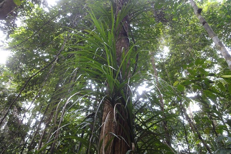 Freycinetia sumatrana — DSC02597 (12)