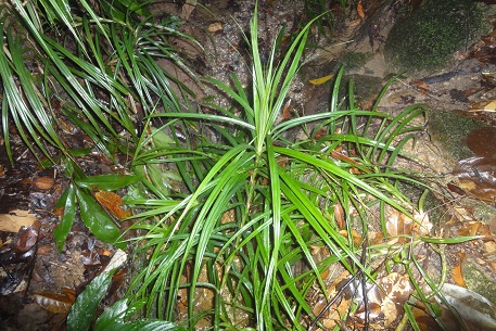 Freycinetia sumatrana — DSC03437 (12)