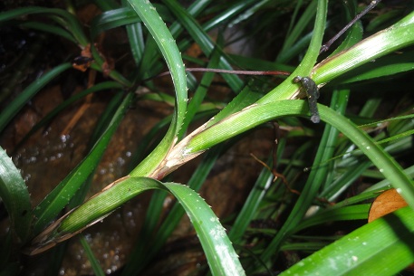 Freycinetia sumatrana — DSC03438 (12)
