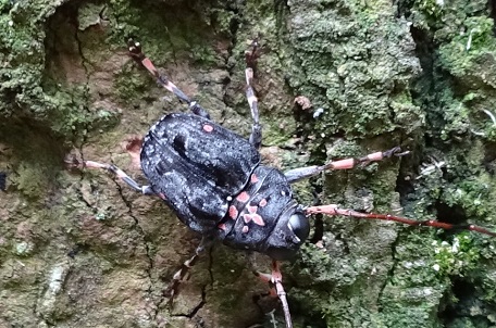 Fungus Weevil1 — DSC06202 (14)