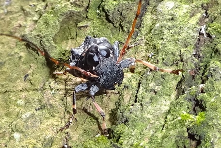 Fungus Weevil3 — DSC06209 (14)