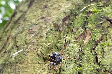 Fungus Weevil3 — DSC06210 (14)