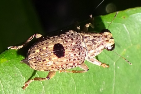 Fungus Weevil3 — DSC07241 (15)