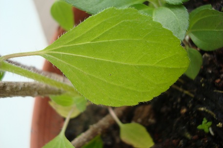 Galinsoga parviflora — DSC04459 (10)