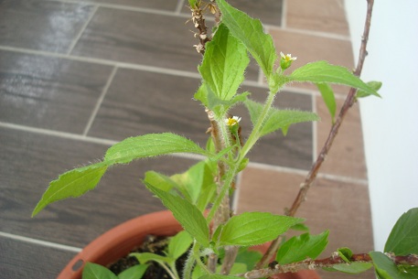Galinsoga parviflora — DSC04464 (10)
