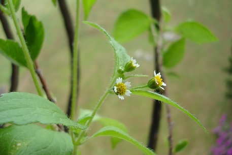 Galinsoga parviflora — DSC05258 (10)