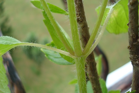 Galinsoga parviflora — DSC05260 (10)