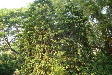 DSC09530 (10)