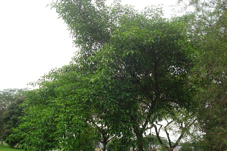 DSC04466 (10)