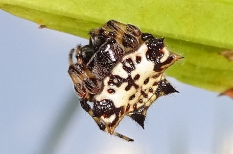 Gasteracantha kuhlii — DSC06491 (15)