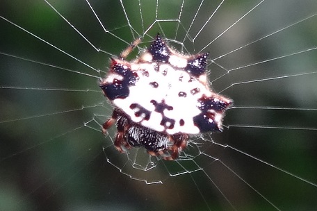 Gasteracantha kuhlii — DSC07152 (14)