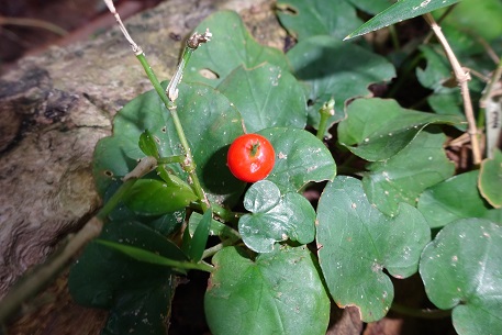 Geophila repens — DSC04760 (14)