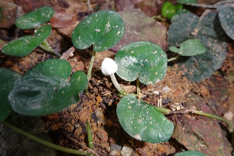Geophila repens — DSC04763 (14)