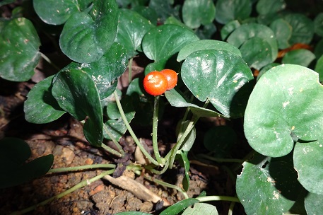 Geophila repens — DSC04766 (14)