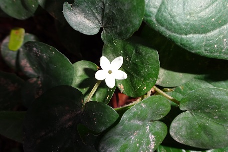 Geophila repens — DSC04770 (14)