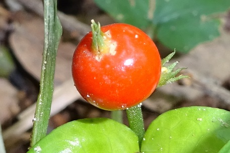 Geophila repens — DSC04858 (14)