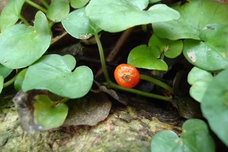 Geophila repens — DSC07657 (09)