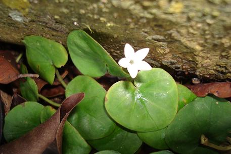 Geophila repens — DSC07662 (09)