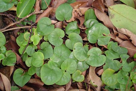 Geophila repens — DSC07663 (09)