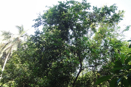 DSC02390 (12)