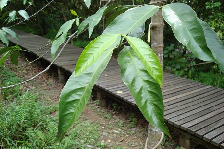 Gnetum gnemon — DSC04527 (09)
