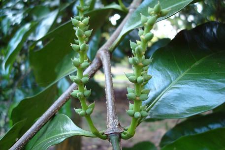 Gnetum gnemon — DSC05197 (08)