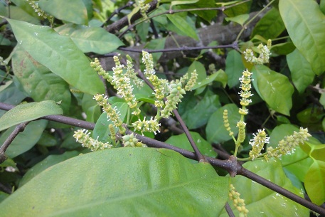 Gnetum gnemon — DSC05689 (12)